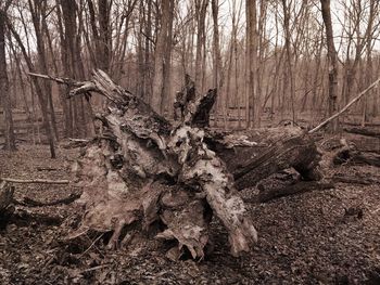 Bare trees in forest