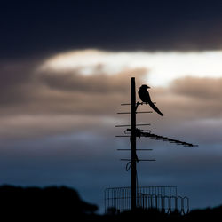 Silhouette of bird flying against cloudy sky