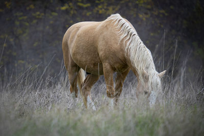 Horse grazing in a field