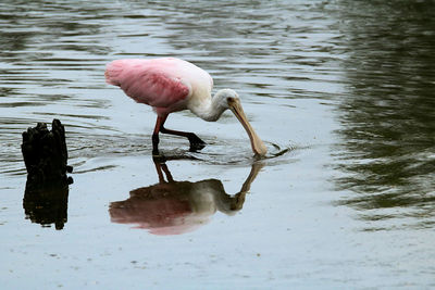 Bird in lake