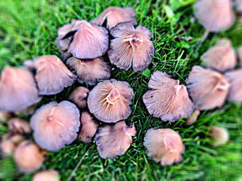 High angle view of mushrooms growing on field