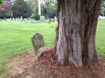 Trees on grass