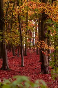 Trees in park during autumn