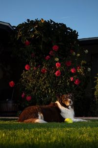 View of a dog on flower plants