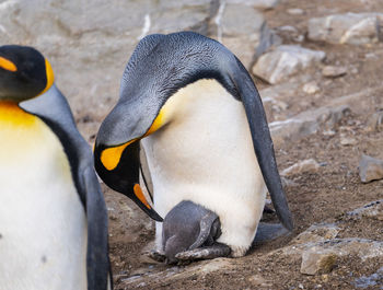 Penguin on field