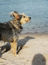 Dog running on beach