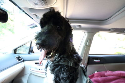 Dog sitting in car