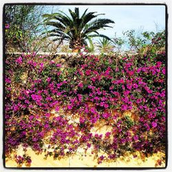 Pink flowers blooming on tree