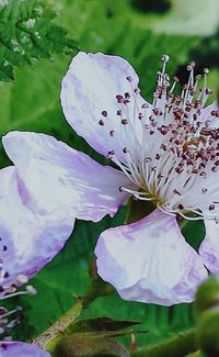 Close-up of flowers