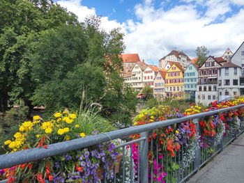Multi colored flowering plants by railing against buildings in city
