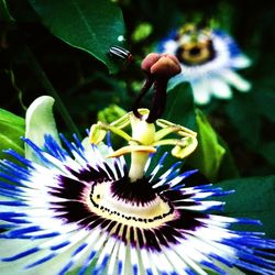 Close-up of purple flowers