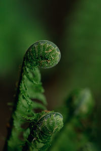 Close-up of plant