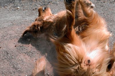 High angle view of a dog