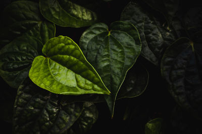 Close-up of fresh green leaves