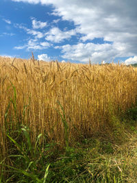 Golden wheat field  under a blue sky.