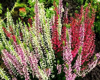 Pink flowers blooming in park