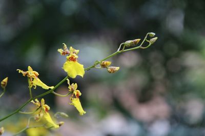 Close-up of yellow flowers blooming outdoors