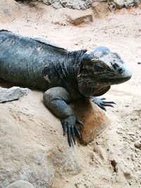 Close-up of lizard on rock at beach