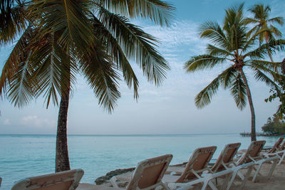 Palm tree by sea against sky