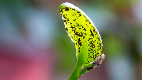 Close-up of butterfly on leaf