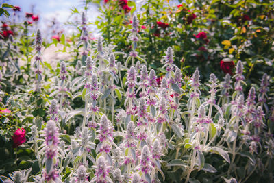 Close-up of purple flowering plants