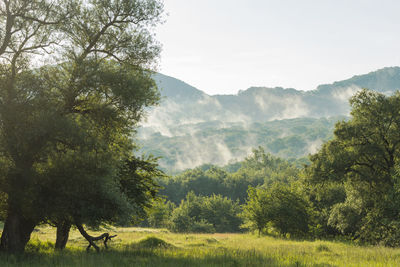 Scenic view of forest