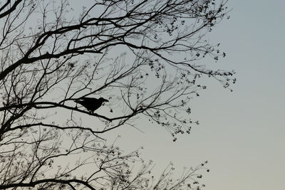 Low angle view of silhouette bird flying against clear sky