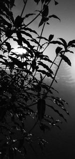 Low angle view of flowering plant against sky