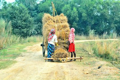 Rear view of farmers those who are binding there paddy trees with bullock cart.