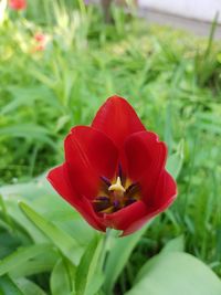 Close-up of red tulip