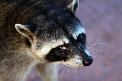 Close-up of a cat