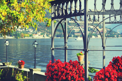 Flowering plants by railing against river