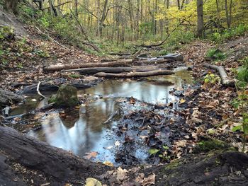 Stream flowing through forest