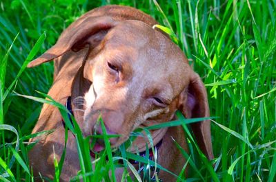 Close-up of rabbit on grassy field