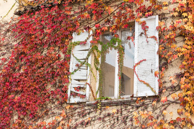 Ivy growing on building wall during autumn