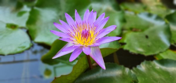 Close-up of pink water lily in pond