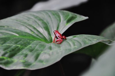 Close-up of red leaf on plant