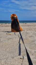 Dog on the beach