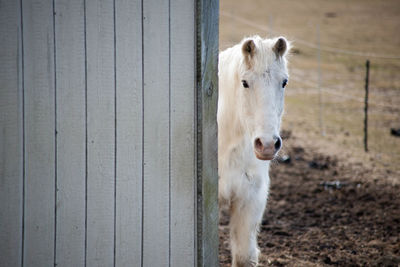 Pony walking on field by stable