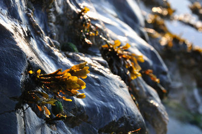 Close-up of frozen water on rock