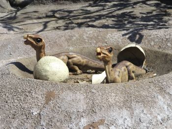 Sculpture of dinosaurs hatching from eggs