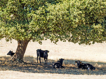 Horses in a field