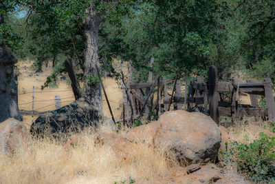 Plants growing on tree trunk