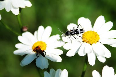 Close-up of bee on yellow flower