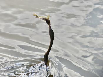 High angle view of fish swimming in lake