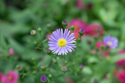 Close-up of flowers blooming outdoors
