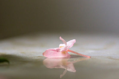 Close-up of pink flowers against blurred background