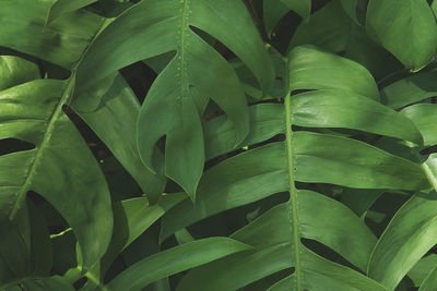 Full frame shot of leaves