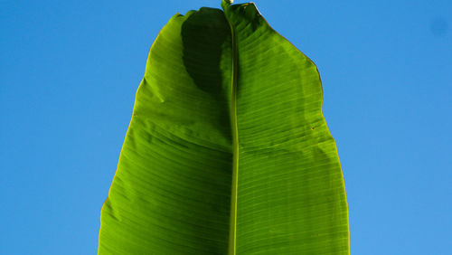 Close-up of green leaves against clear blue sky