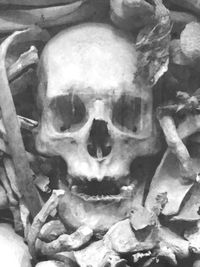 Close up of human skull